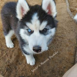 Sokka - Red Print Collar - Black and white Siberian Husky puppy in Tomahawk, Wisconsin from Lunter's Heaven Huskies
