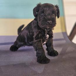 Black Beauty - Black female Miniature Schnauzer puppy in Lake Charles, Louisiana from Du Lac Miniature Schnauzers