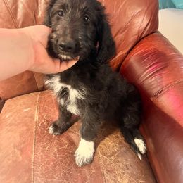 Tippy- Collie-Doodle - female Assorted Doodle Crosses puppy in Henderson, Nevada from River Spirit Collies