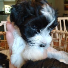 "Etta from Into the Wild Litter" Havanese Puppies from Endearing Havanese