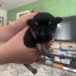 Male 1 - Black and silver male Miniature Schnauzer puppy in Rocklin, California from Liv’s Schnauzers