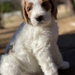 Goldendoodle Puppies from Willow Tree Goldendoodles