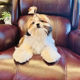 Poodle and Shih Tzu Puppies from Heritage Toy Poodles & Hallmark Jolei Shih Tzus