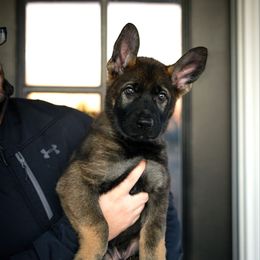Red collar - Sable male German Shepherd puppy in Portland, Tennessee from Howixx German Shepherds
