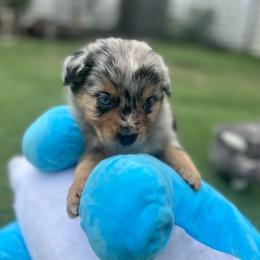 Chandler - Blue merle male Miniature Australian Shepherd puppy in Bethany, Illinois from Rachel at Marrowbone Creek Aussies