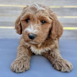 Astro - Apricot male Goldendoodle puppy in Twin Falls, Idaho from Magic Valley Family Doodles