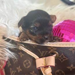 Girl 2 - Black and gold female Yorkshire Terrier puppy in Taylorsville, North Carolina from SilverLining highlands and hounds