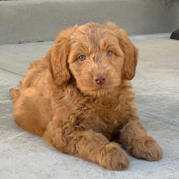 Australian Labradoodle and Labradoodle Puppies from Doodles_Ko
