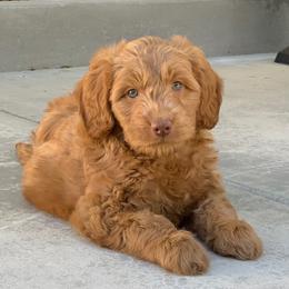 Australian Labradoodle and Labradoodle Puppies from Doodles_Ko