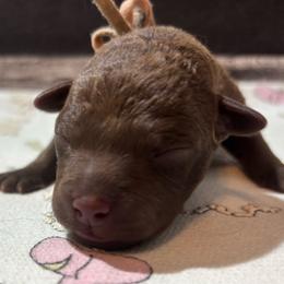 Pink collar girl - Brown female Chesapeake Bay Retriever puppy in Las Vegas, Nevada from Birdsview Chesapeake Kennel
