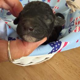 Washington - Black male Goldendoodle puppy in Cherry Tree, Pennsylvania from Plum Creek Acres Next Generation
