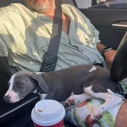 Italian Greyhound Puppies from Fisher Link