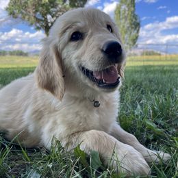 Golden Retriever Puppies from The Wildfire Ranch