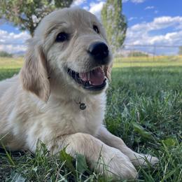 Golden Retriever Puppies from The Wildfire Ranch