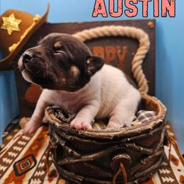 Austin - White black and tan female Rat Terrier puppy in Lynn, Alabama from Cryptic Rat Terriers