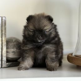 Lucy Lou AKC - Orange sable female Pomeranian puppy in Las Vegas, Nevada from POMS USA