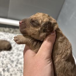 Boy 3 - Dark deadgrass male Chesapeake Bay Retriever puppy in Jacobson, Minnesota from Ball Bluff Kennel