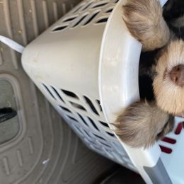 Miniature Schnauzer Puppies from Southern Magnolia Schnauzers