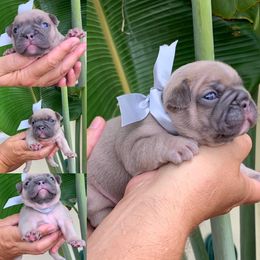 French Bulldog Puppies from Calypso Canine Company