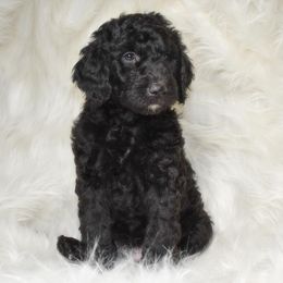 Goldendoodle Puppies from La Familia Doodle