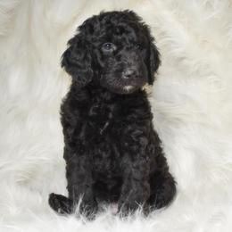 Goldendoodle Puppies from La Familia Doodle
