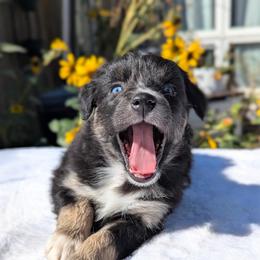 Stella (White Colar) - Black tri-color female Australian Shepherd puppy in Coulee City, Washington from Mr and Mrs Doodle Farm