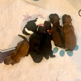 Boy 1 - Black and white male Shih Tzu puppy in Stroud, Oklahoma from Laik’s Little Shihtz & Poms