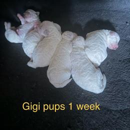 Girl pup 2 - White female Bichon Frise puppy in Wilmington, North Carolina from Cape Fear Bichons