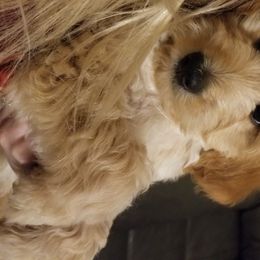 Goldendoodle Puppies from Puppy Vale