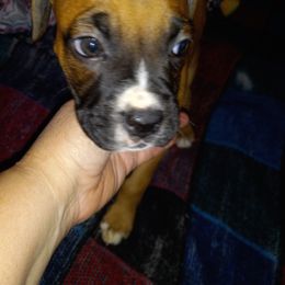 Boxer Puppies from Moody's Boxer's