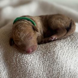 Radish (Dark Green) - Parti male Poodle puppy in Burwell, Nebraska from Petersen Poodles