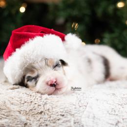 Lumen - Blue merle male Australian Shepherd puppy in Woodford, Virginia from Skyborne Australian Shepherds