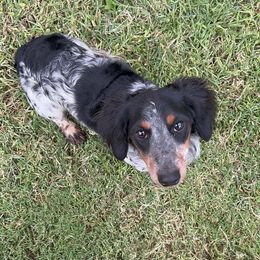 Silas - Dachshund