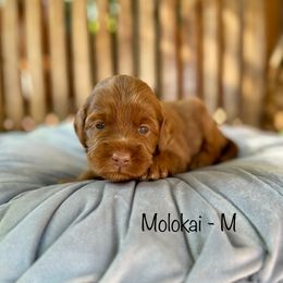 Molokai - Caramel red male Australian Labradoodle puppy in Morgan Hill, California from Loving Labradoodle