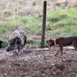 Catahoula Leopard Dog All Grown Up from 7Sins catahoulas