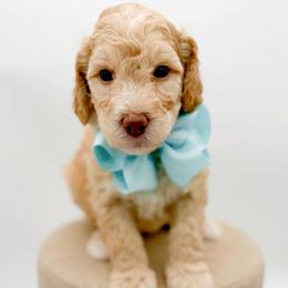 Logan - Apricot male Goldendoodle puppy in North Carolina from Tuxedo Mountain Doodles