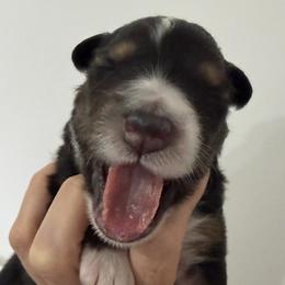 Freddie - Black tri-color female Australian Shepherd puppy in Sudbury, Massachusetts from Wild Atlantic  Aussies