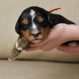 Spider-Man - Tri-color male Bernedoodle puppy in Murray, Utah from Sun Valley Doodles