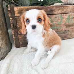 Baby Yoda - Blenheim male Cavalier King Charles Spaniel puppy in Highland, Utah from Furever Cavaliers