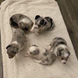 Miniature Australian Shepherd Puppies from Rolling Oaks Farm