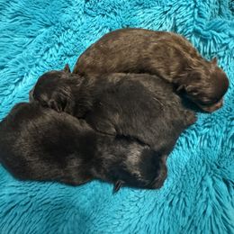 Pomeranian Puppies from Elizabeth Howell