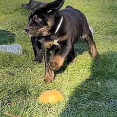 Mountain Cur Puppies from Walnut Ridge Mountain Curs
