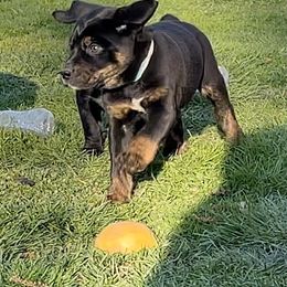 Mountain Cur Puppies from Walnut Ridge Mountain Curs