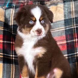 Faith - Red tri female Toy Australian Shepherd puppy in Liberty Hill, Texas from Pistol Paws Aussies