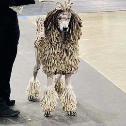 Vogue - Poodle