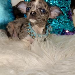 Chihuahua Puppies from Chihuahua casa