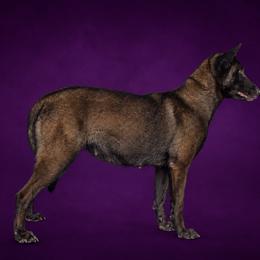 Carreen - Belgian Malinois