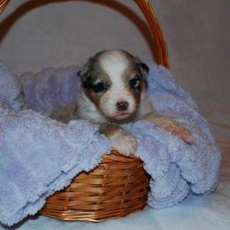 Hush - Blue merle male Australian Shepherd puppy in Alma, Georgia from Epiphany Australian Shepherds