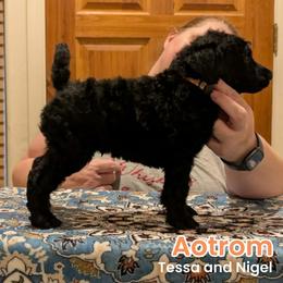 Aotrom - Black male Poodle puppy in Vail, Arizona from Semper Poodelis