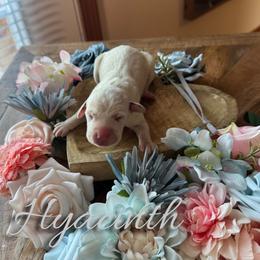 Hyacinth - White and black female Dalmatian puppy in Mount Vernon, Missouri from Spots & Spirals